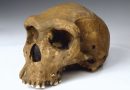 Zambia claims Rhodesian Man, the 250,000-year-old fossilised skull at London’s Natural History Museum